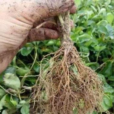 【涕灭威,涕灭威人吃了会咋样】