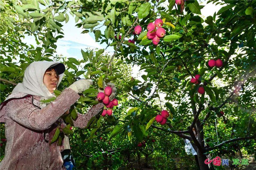 阿鲁科尔沁旗一企业拖欠300亩辣椒款，众多农户遭遇讨债难
