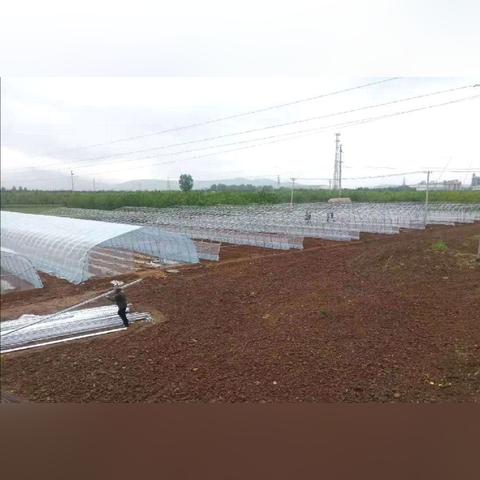 河南大棚种什么菜好吃