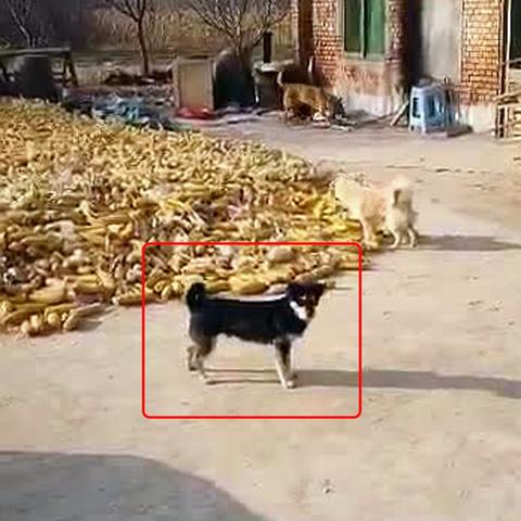 保定市狗狗直播基地的长尾关键词有哪些