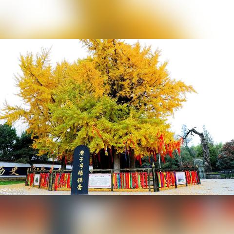 西安古城,秋季到哪里看银杏树最好呢？