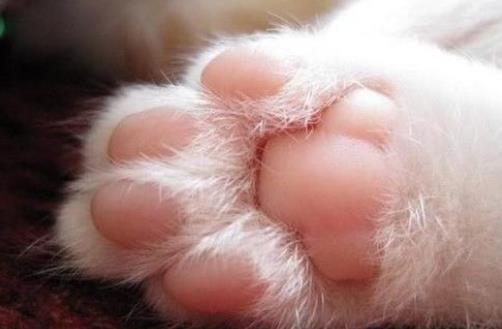 英雄联盟怎么闻味道(新冠病毒在酒精的气味下会死吗)