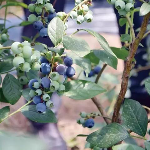 长沙产业园招聘相关长尾关键词有哪些