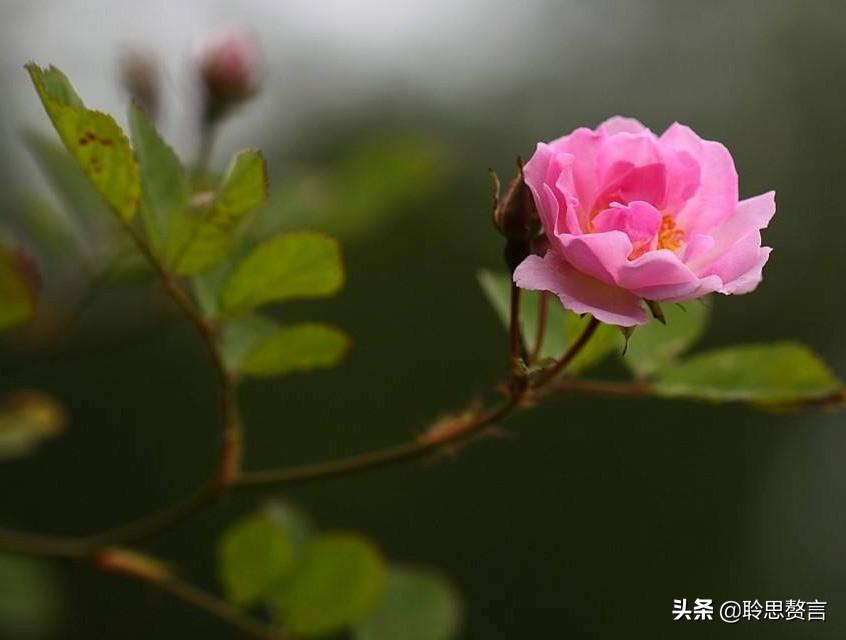 最著名的蔷薇花诗词,鸢尾花诗句?