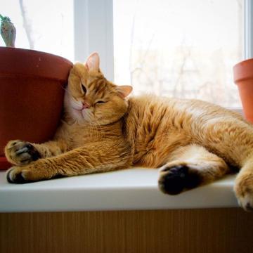 一只黄色猫咪坐在坐垫上gif图片