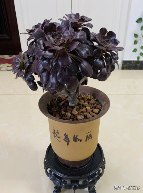 晒晒太阳好处多