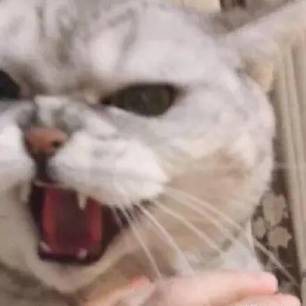 猫精人工智能是什么意思