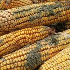 【赭曲霉,赭曲霉毒素是怎么产生的】