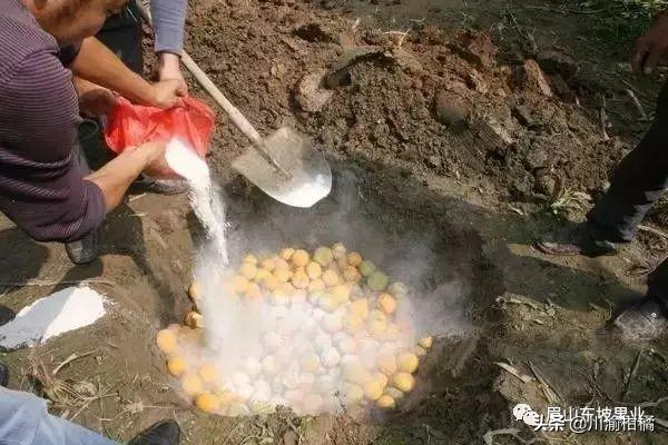 柑橘病蟲害防治黃蟲_為什么魚從小沒(méi)有吃過(guò)蚯蚓