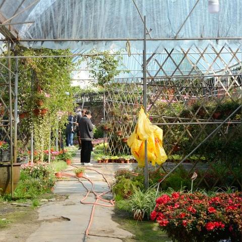 天津花市哪个最好