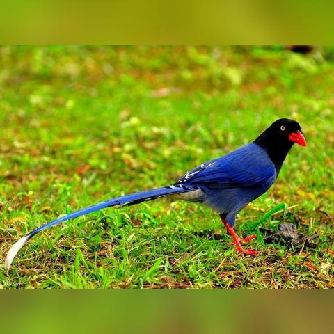 河南桃园镇的相关长尾关键词有哪些