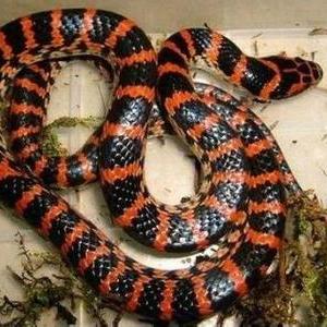 成都重庆哪个是四川大学