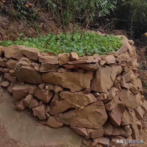 无锡市家庭小花园在哪里