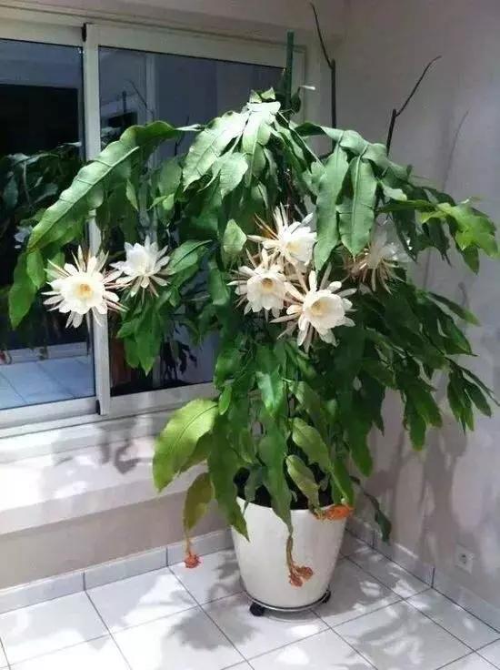 昙花什么时候开花季节,昙花为什么在晚上九点左右开放?"