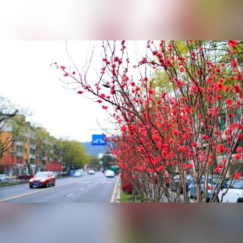 杭州市代表什么花