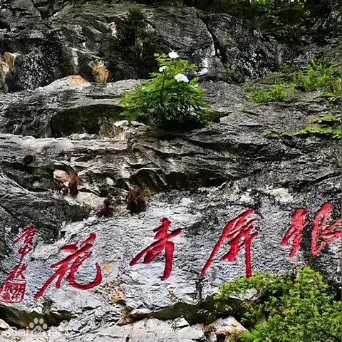 合肥市市花到底是哪个