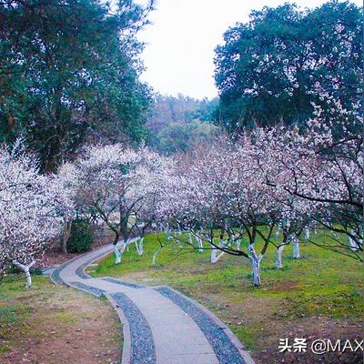 杭州孤山赏梅的相关长尾关键词有哪些