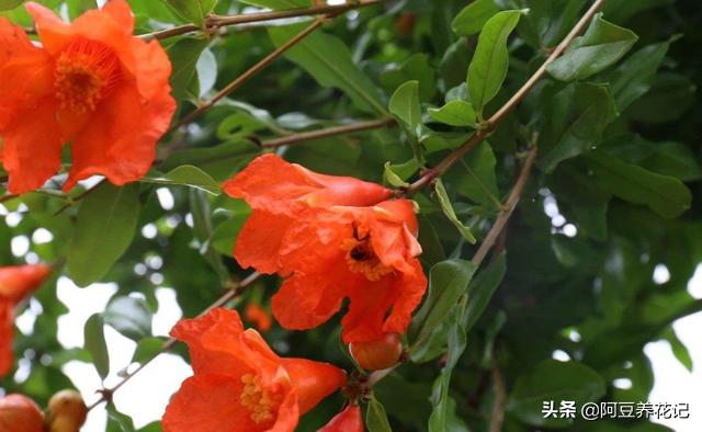 盆栽石榴花修剪,石榴树夏天移栽注意事项?