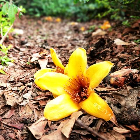 广州市木棉花有多少