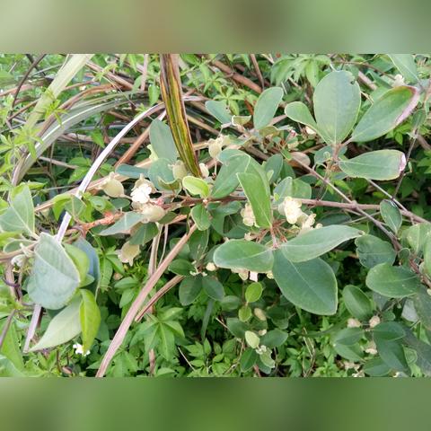 湖南10月份产什么水果