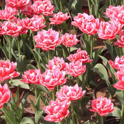 广州市公园什么时候免费