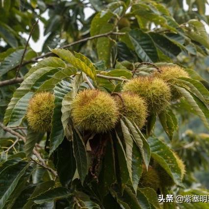 豆角窝瓜肉的做法大全的长尾关键词是什么