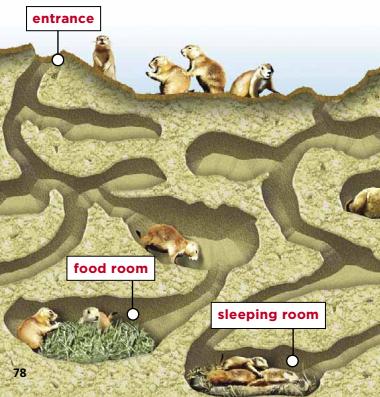  The Joy of Petting Prairie Dogs: A Unique Experience in Animal Interaction