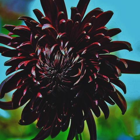 保利海棠花语的房子怎么样？