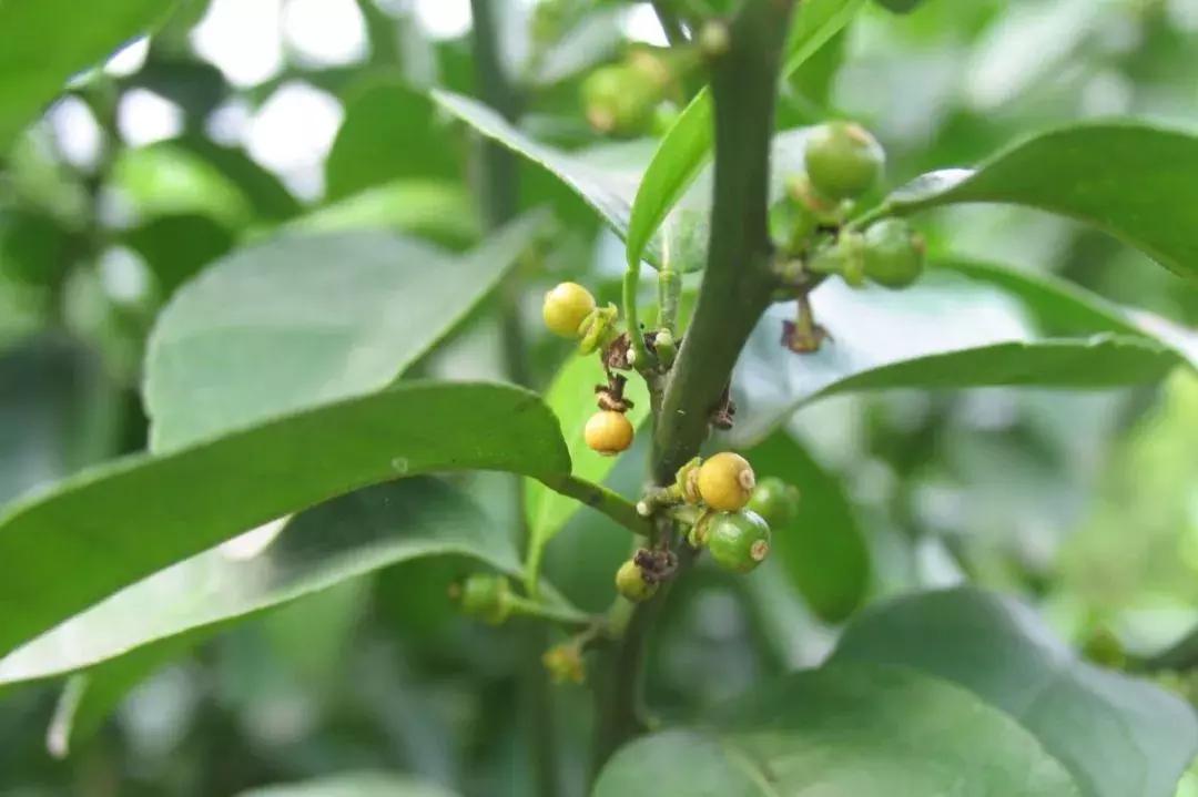 柑橘幼果图片大全（柑橘的种类和区别）