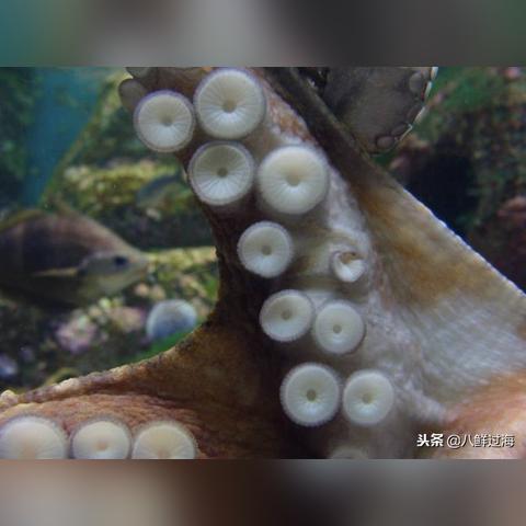 厦门爪爪的相关长尾关键词有哪些