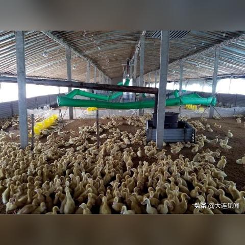 桂林鸭苗孵化场相关长尾关键词有哪些