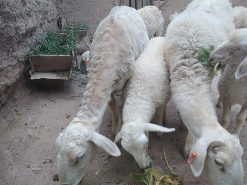 如何利用快递赚钱 如何利用chatgpt赚钱