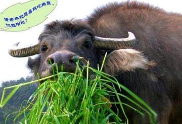 老牛吃嫩草的表情包搞笑gif