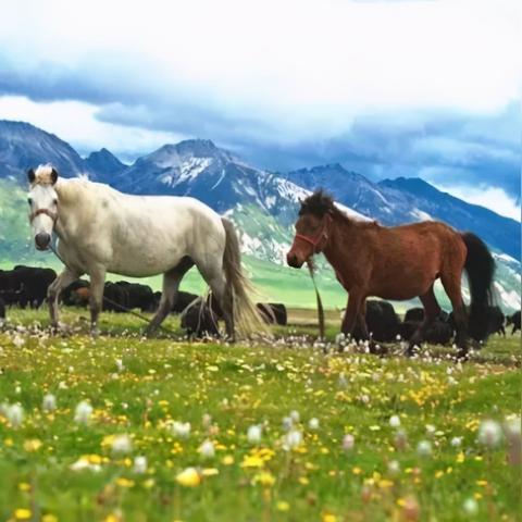 炊烟生肖运势图片(炊烟是指什么动物)