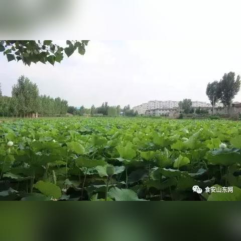 临沂市批发大市场在哪里