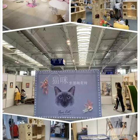 长春市在哪里可以买到猫咪牵引绳