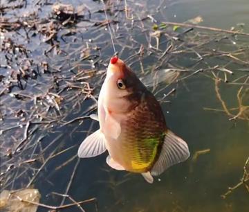 宁波市现在什么鱼好钓