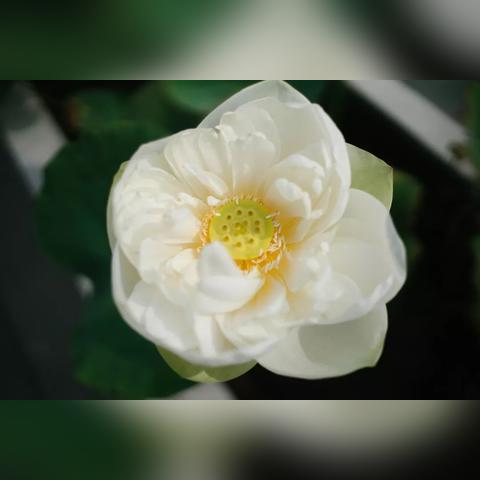 厦门集美古榕公园的相关长尾关键词有哪些