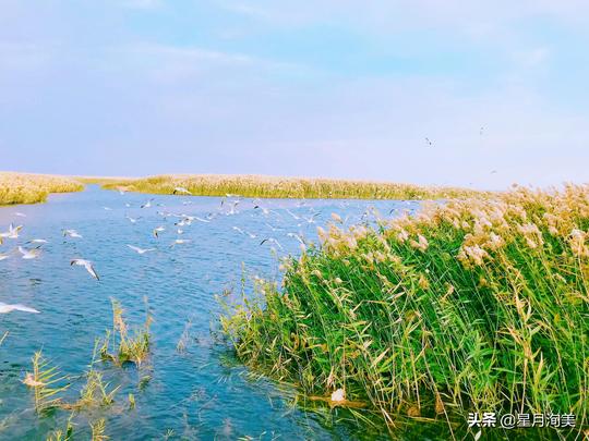 居延海没有海，芦苇荡漾、海鸥飞满天、绝美日出日落
