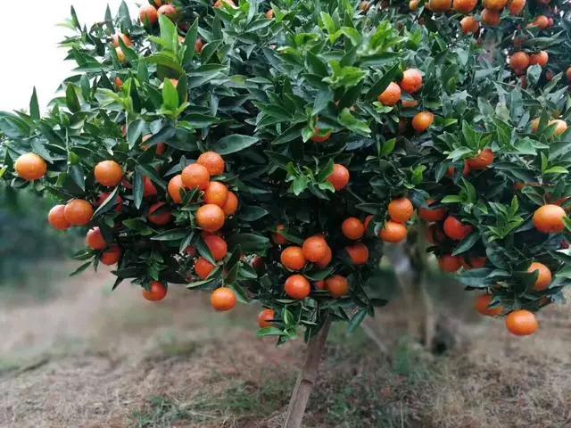 柑橘種植過程辦理手藝_胭脂紅番石榴種植手藝