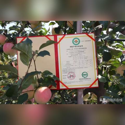 临沂市鸽子收购的长尾关键词有哪些