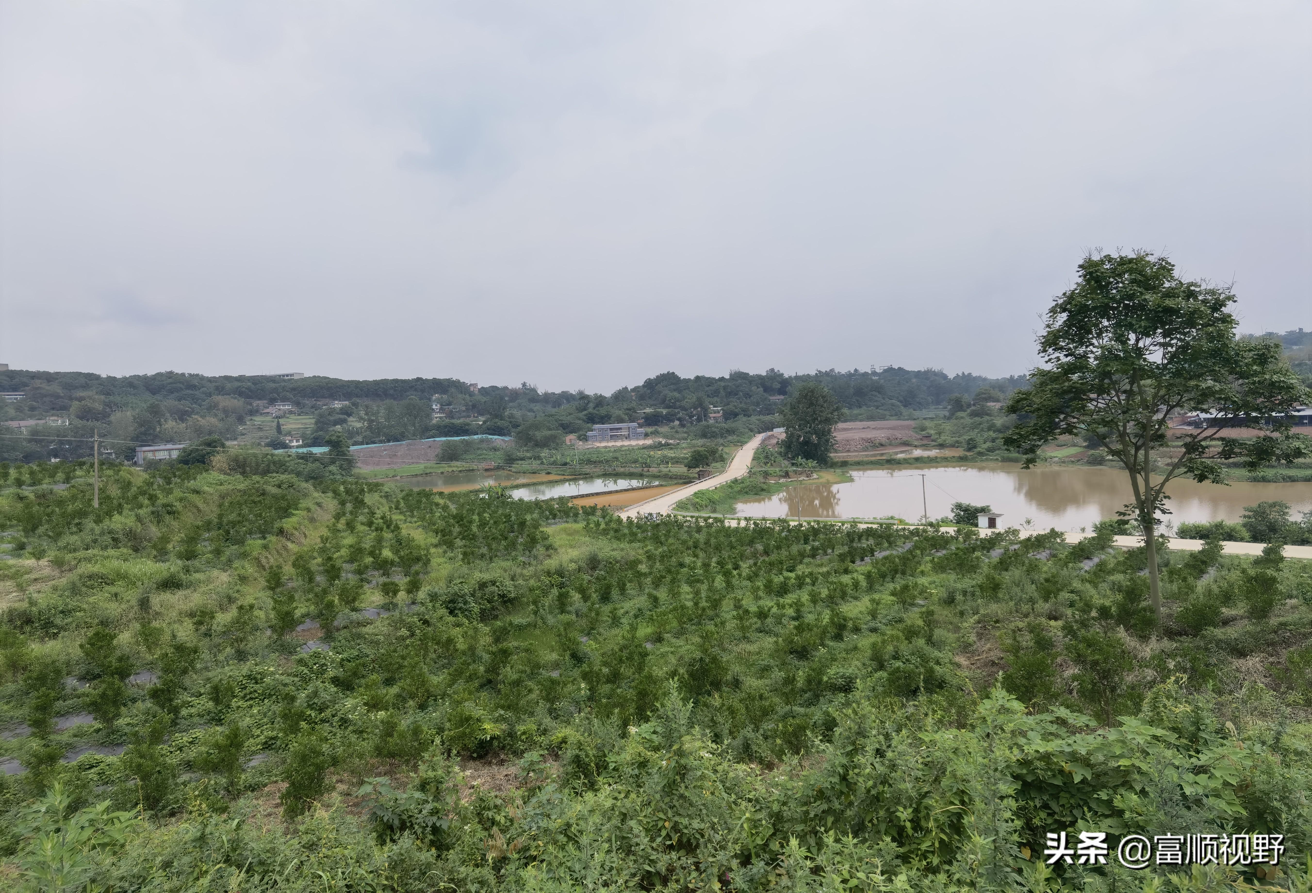 富順柑橘種植手藝_說說看你曉得榮縣有哪些特色