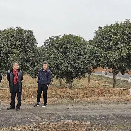 武汉不让养大型犬了吗？