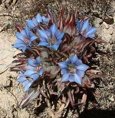 龙胆花精灵王,小花仙中所有花仙精灵王的花语是什么?