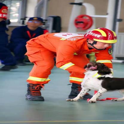 哈尔滨清查犬患相关长尾关键词有哪些