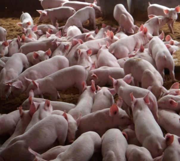 【甘肃本轮疫情总体得到有效控制
,甘肃本轮疫情总体得到有效控制的措施】 【甘肃本轮疫情总体得到有效控制
,甘肃本轮疫情总体得到有效控制的措施】