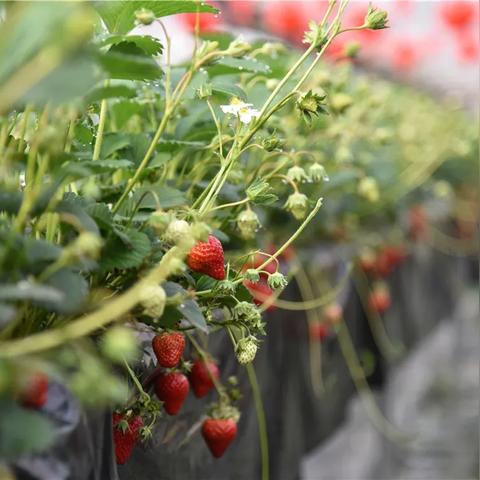 成都市草莓花园在哪里啊