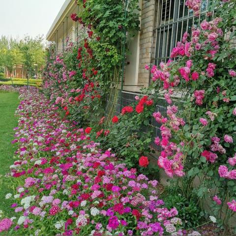 石家庄市去哪看花的长尾关键词有什么