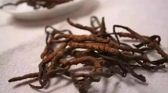 一个“中国式”大骗局的终结：冬虫夏草被食药监踢出保健圈