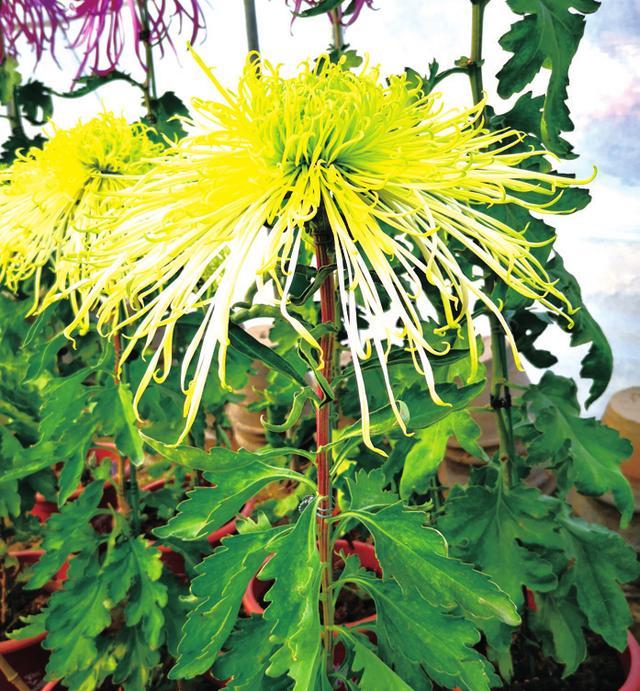 菊花常见品种大全图解,菊花一年四季的变化?